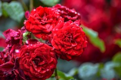 So red the Rose
