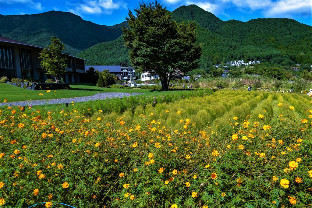 高原の爽