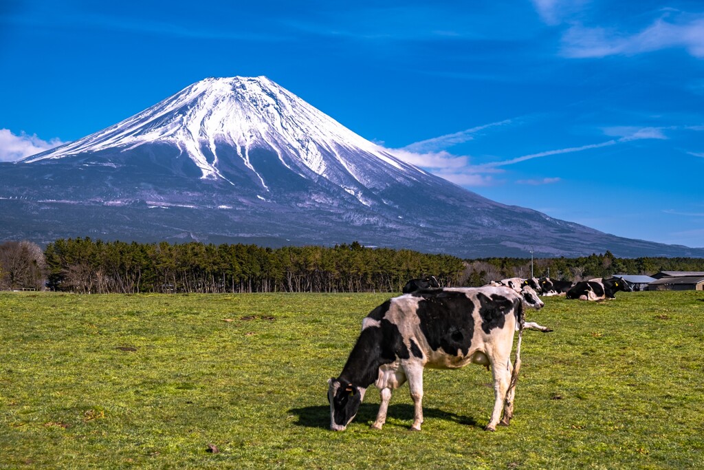 grazing land