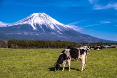 grazing land