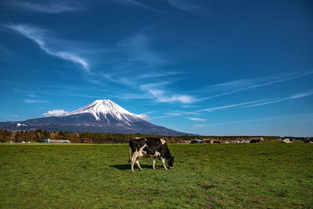 grazing land