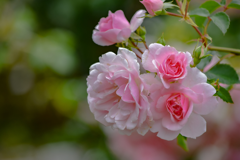 Bright Rose