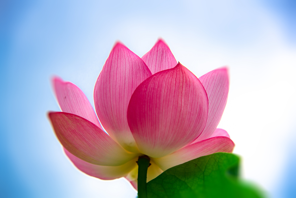 闇を照らしいるよ