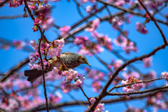 Spring has come