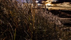 Miscanthus field