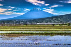 田植えの季節