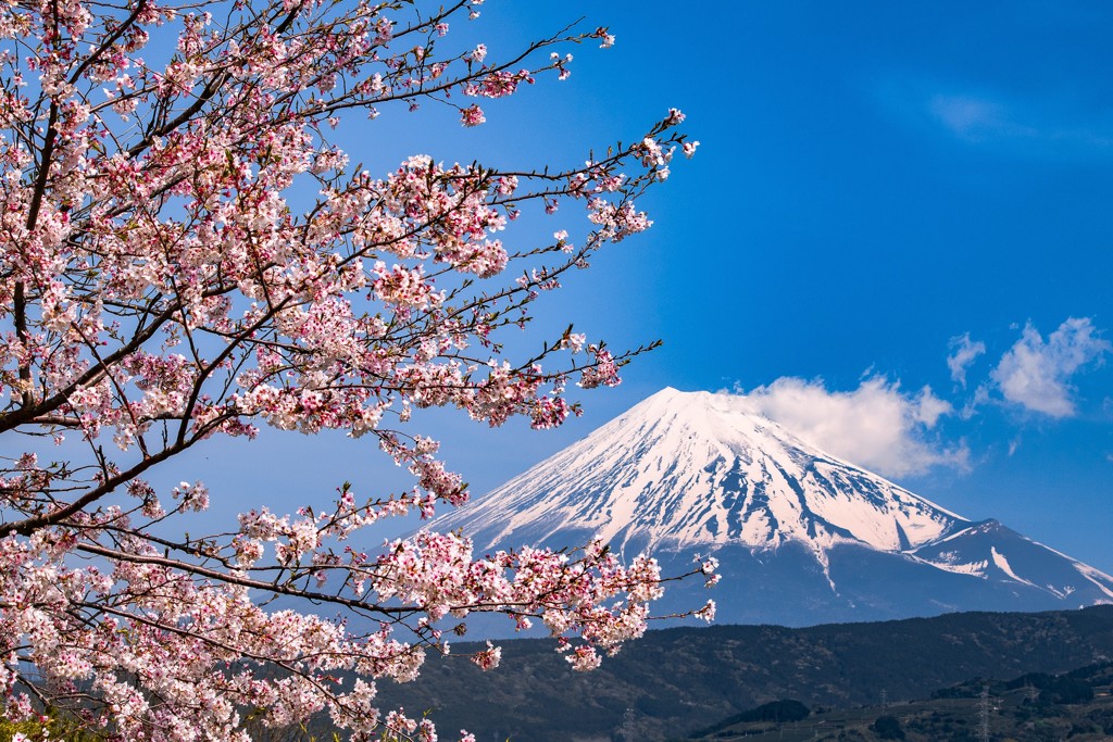 Cherry Blossom
