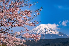 Cherry Blossom