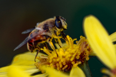 Honeybee