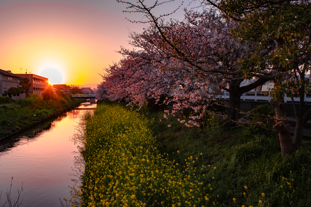 小川の夕陽