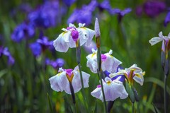 Japanese iris