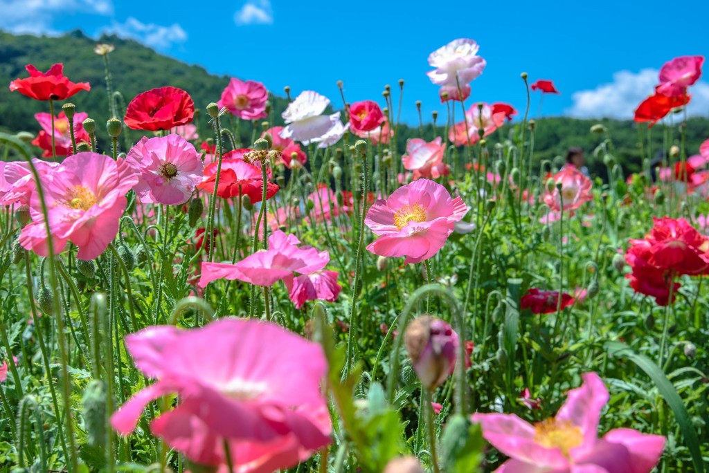 雛芥子の丘