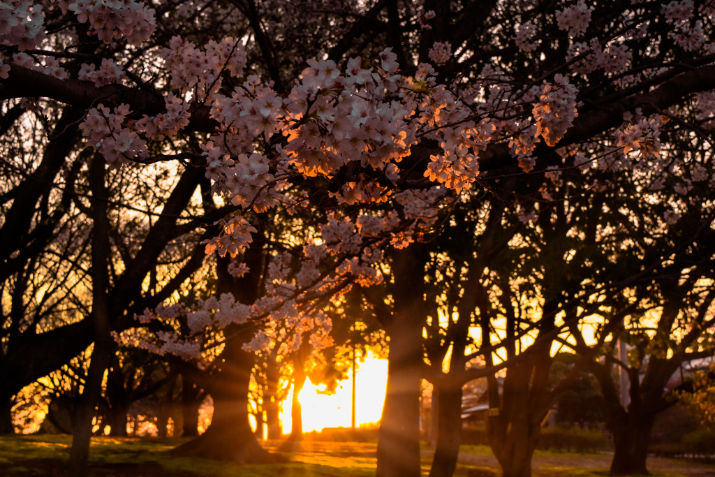 Evening light