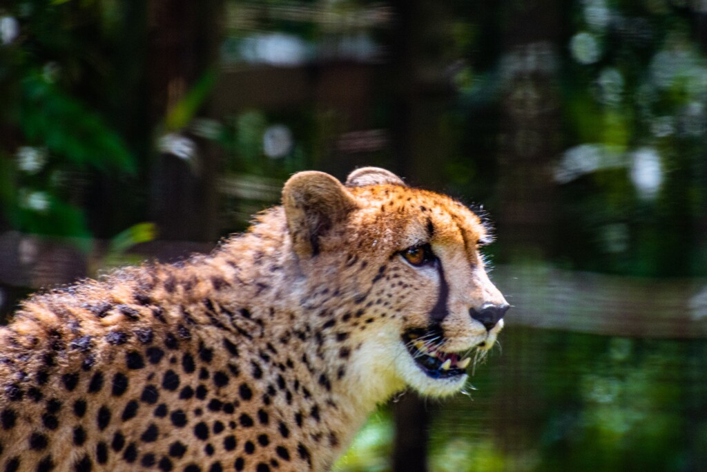 Cheetah