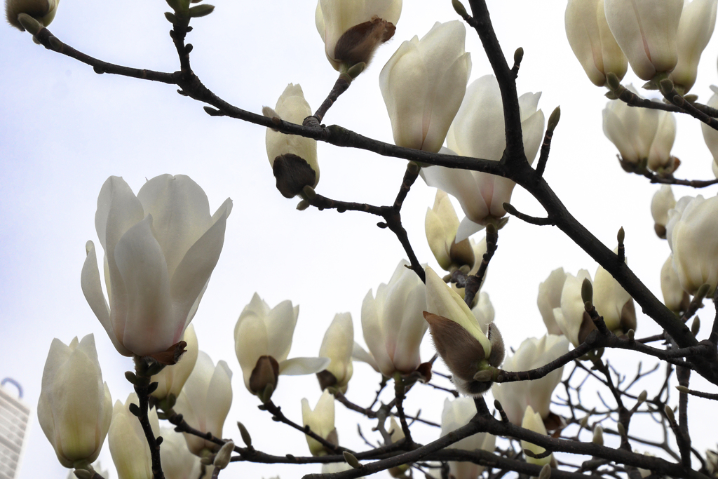 Yulan magnolia