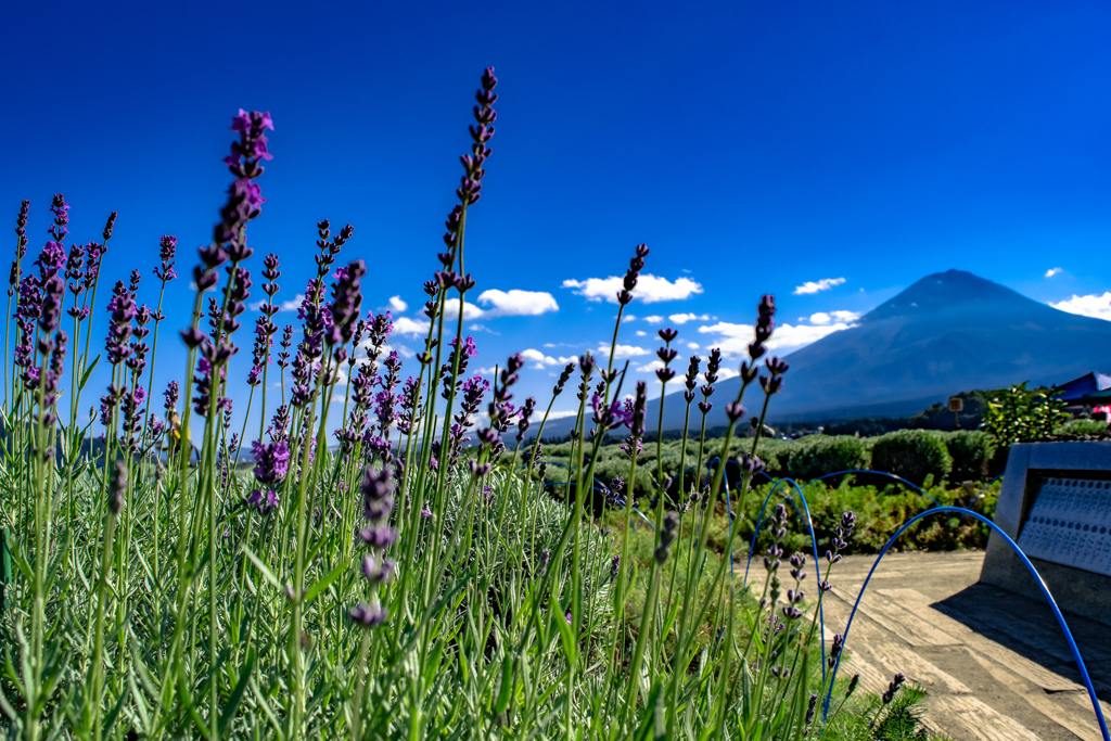 １０月のラベンダー