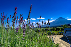 １０月のラベンダー