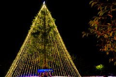 ひかりのすみか