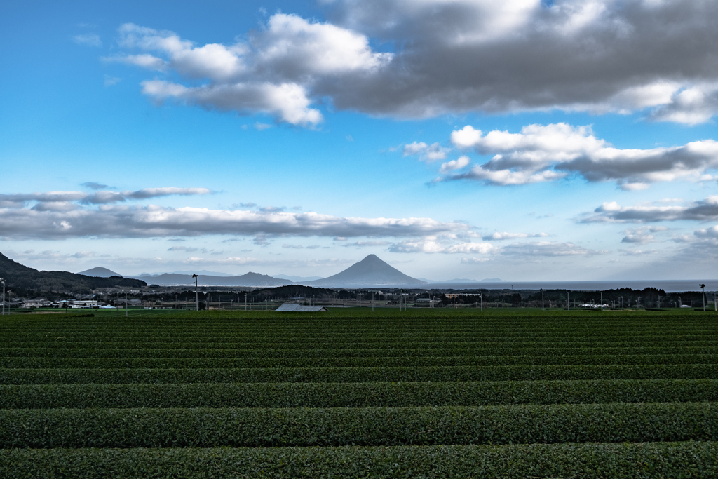 茶畑の先の薩摩富士