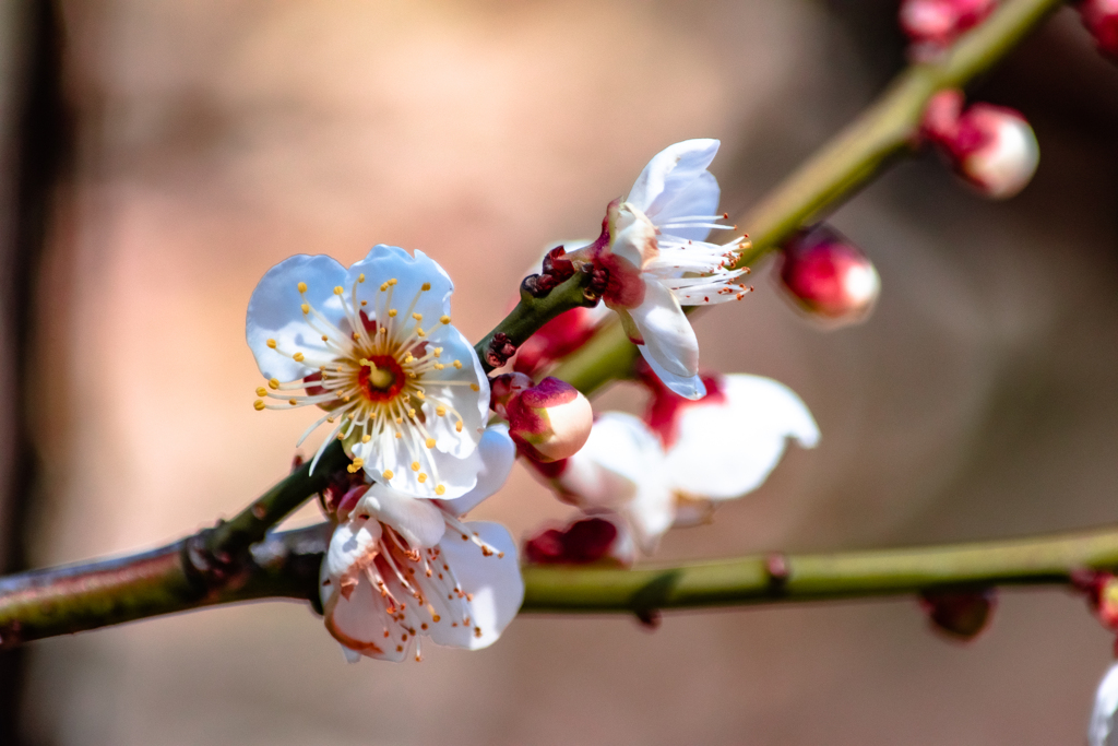 春の蕾