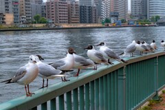 都会の水鳥達