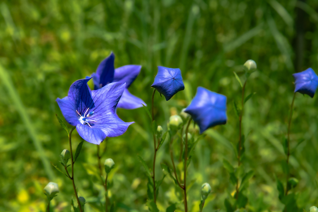 風に揺れる桔梗