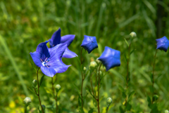 風に揺れる桔梗