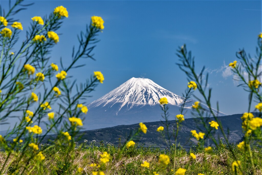 Spring scene