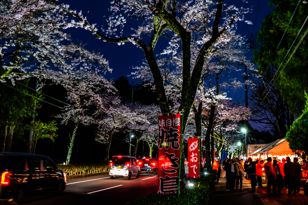夜桜見物