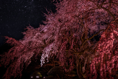 夜桜