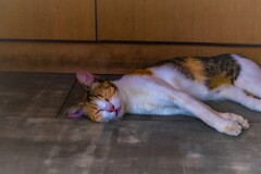 Sleeping Beauty