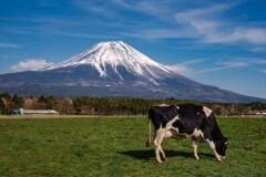 Dairy cattle