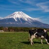 Dairy cattle