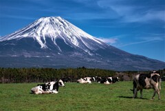 cattle farm