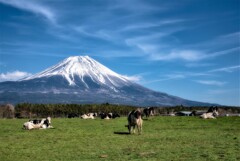 Spring grazing