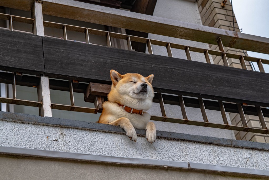 下田の癒し犬