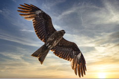Wings