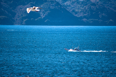 伊豆の海・煌きの海
