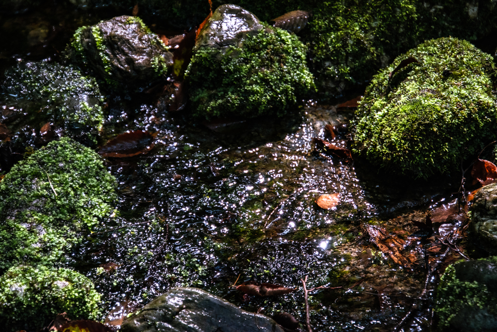 苔むす泉水