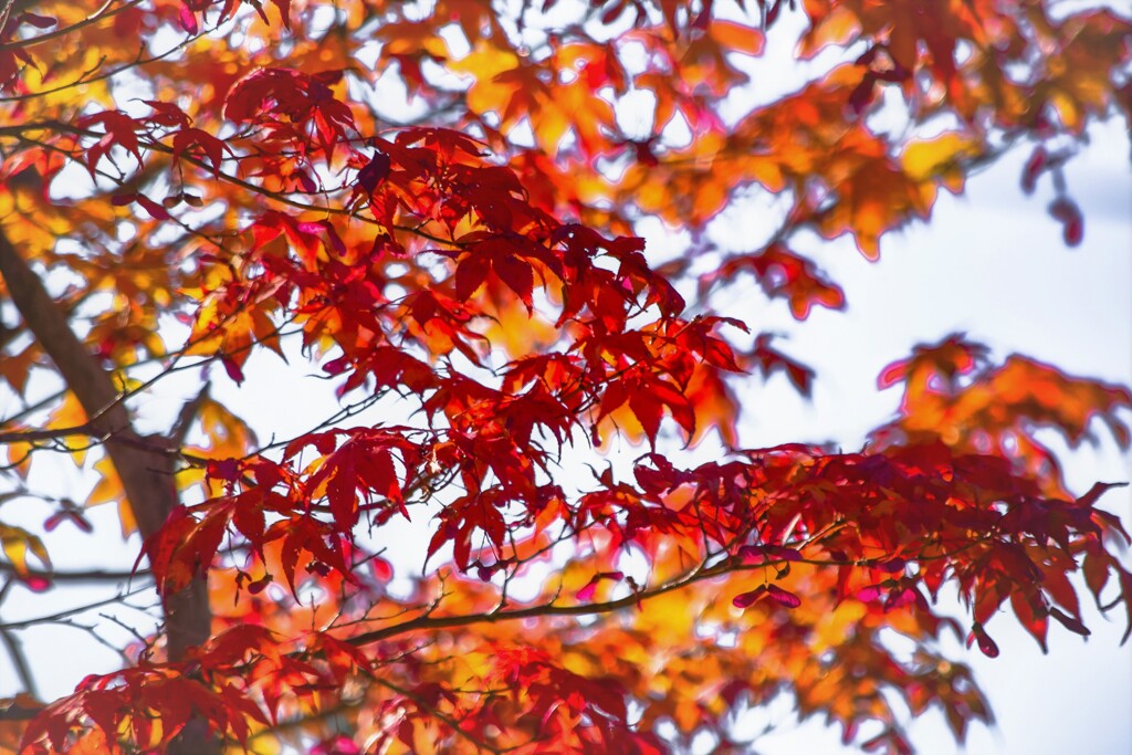 Leaves dazzling