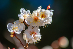 Wait for spring