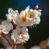 Wait for spring