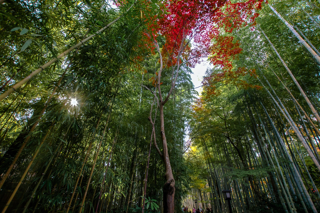 Bamboo forest