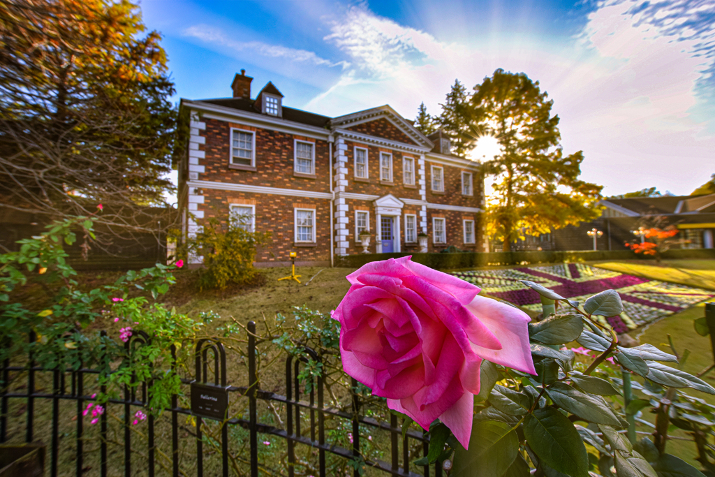 English Rose