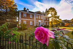 English Rose