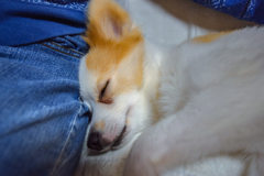 愛息の眠り