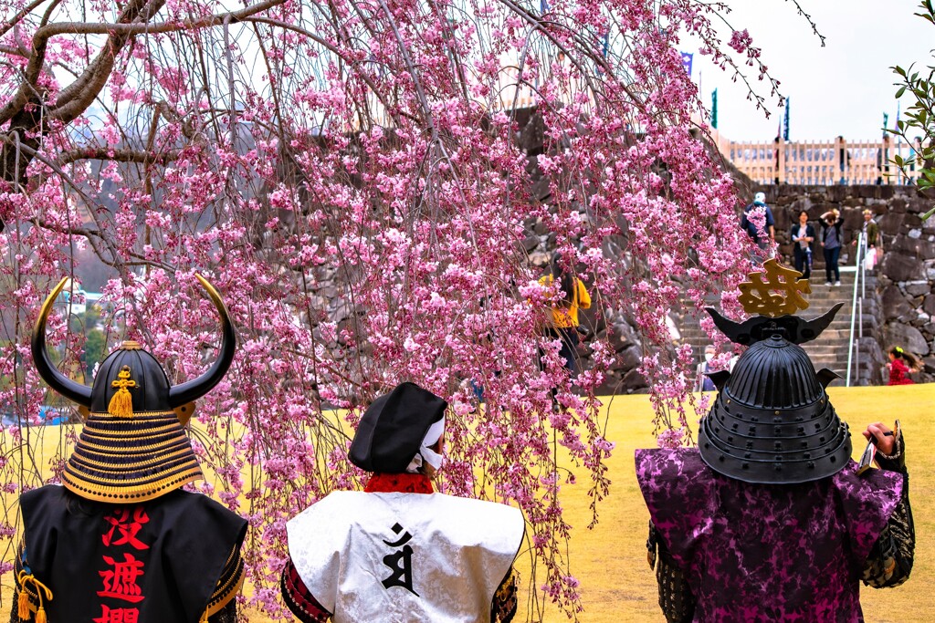 桜武士