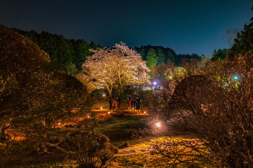 夜桜の許で