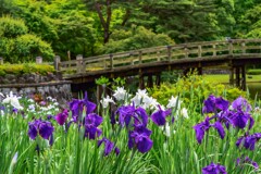 Purple Iris