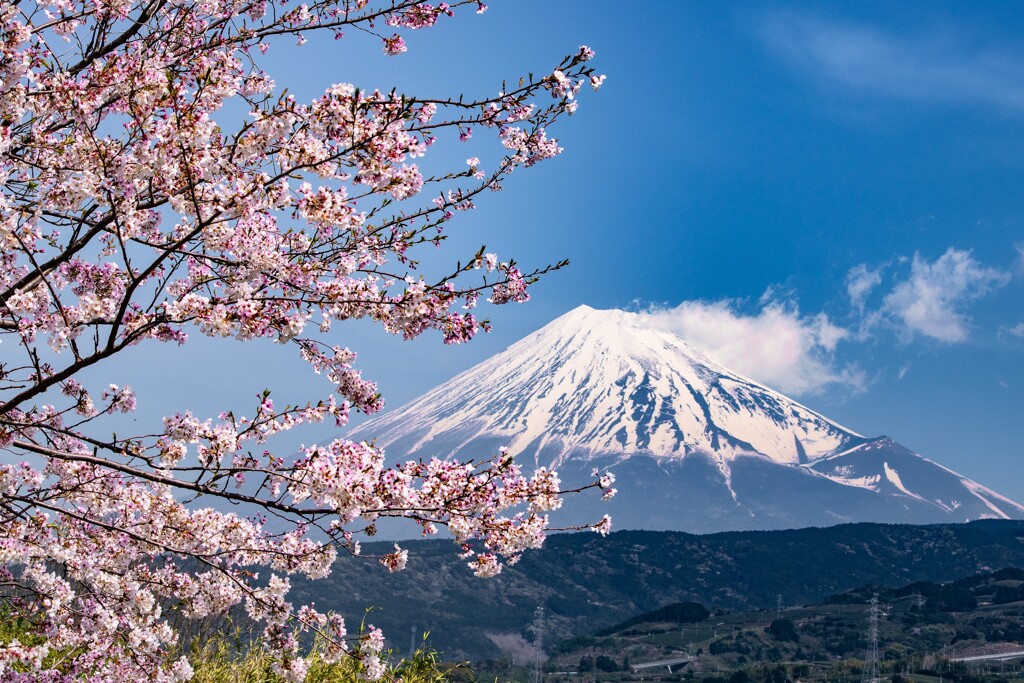 冨士桜